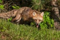 Red Fox Vixen Vulpes vulpes Stalks Forward