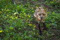 Red Fox Vixen Vulpes vulpes Trots Through Shade