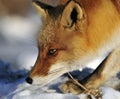 Red Fox, Vos, Vulpes vulpes Royalty Free Stock Photo