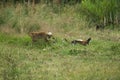 Red Fox, vulpes vulpes, Adult Hunting a Common Pheasant phasianus colchicus, Normandy