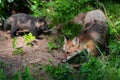Red Fox Vulpes vulpes Adult and Kit Sniff About at Den Summer Royalty Free Stock Photo