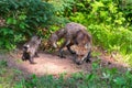 Red Fox Vulpes vulpes Adult and Kit Sniff Near Den Site Summer Royalty Free Stock Photo