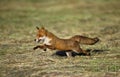 RED FOX vulpes vulpes, ADULT RUNNING