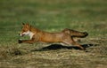 Red Fox, vulpes vulpes, Adult running through Countryside