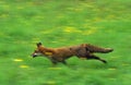 Red Fox, vulpes vulpes, Adult running through Meadow, Normandy