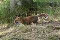 Red Fox, vulpes vulpes, Adult running in the Undergrowth, Normandy