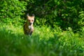 Red Fox Vulpes vulpes Adult Runs Forward Through Grass Summer