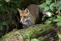 Red Fox, vulpes vulpes, Adult standing in the Undergrowth, Normandy