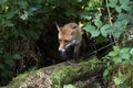 Red Fox, vulpes vulpes, Adult standing in the Undergrowth, Normandy