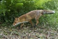 Red Fox, vulpes vulpes, Adult standing in the Undergrowth, Normandy