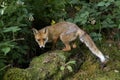 Red Fox, vulpes vulpes, Adult standing in the Undergrowth, Normandy