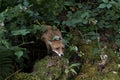 Red Fox, vulpes vulpes, Adult standing in the Undergrowth, Normandy