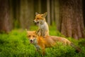 Red fox, vulpes vulpes forest