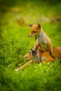 Red fox, vulpes vulpes forest