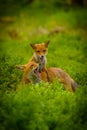 Red fox, vulpes vulpes forest