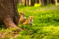 Red fox, vulpes vulpes forest