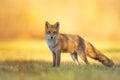 Fox Vulpes vulpes in autumn scenery, Poland Europe, animal walking among autumn meadow Royalty Free Stock Photo