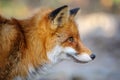 Red Fox, Vulpes vulpes, beautiful animal. Wildlife nature, Europe Royalty Free Stock Photo