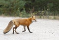 A Red fox Vulpes vulpes with a bushy tail hunting in a pine tree forest in Algonquin Park, Ontario, Canada in the autumn moss