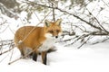 A Red fox Vulpes vulpes with a bushy tail hunting through the snow in winter in Algonquin Park, Canada Royalty Free Stock Photo