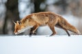 Red fox Vulpes vulpes with a bushy tail hunting in the snow Royalty Free Stock Photo