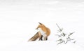 A Red fox Vulpes vulpes with a bushy tail isolated on white background walking and hunting through the snow in winter in Algonq Royalty Free Stock Photo