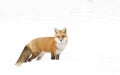 A Red fox Vulpes vulpes with a bushy tail isolated on white background walking and hunting through the snow in winter in Algonq Royalty Free Stock Photo