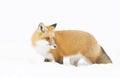 A Red fox Vulpes vulpes with bushy tail walking through the snow in Algonquin Park in Canada Royalty Free Stock Photo