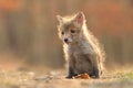 Puppy red fox Vulpes vulpes young cub canine beast forest meadows life animal in countryside beautiful fur and eyes Royalty Free Stock Photo