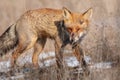 Red Fox Vulpes vulpes. Close up Royalty Free Stock Photo