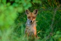 Red fox Vulpes vulpes. Close up Royalty Free Stock Photo