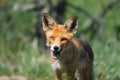 Red Fox Vulpes vulpes, close up portrait Royalty Free Stock Photo