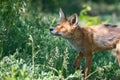 Red Fox Vulpes vulpes, close up portrait Royalty Free Stock Photo