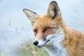 Red Fox - Vulpes vulpes, close-up portrait with bokeh Royalty Free Stock Photo