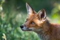 Red Fox Vulpes vulpes, close-up portrait with bokeh of trees in the background Royalty Free Stock Photo