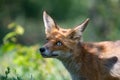 Red Fox Vulpes vulpes, close-up portrait with bokeh of trees in the background Royalty Free Stock Photo
