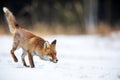 Red fox Vulpes vulpes close up Royalty Free Stock Photo