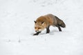 Red Fox (Vulpes vulpes) Creeps Along in Snow Winter Royalty Free Stock Photo