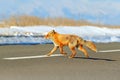 Red fox, Vulpes vulpes, crossing the road. Wildlife animal scene from nature. Urban wildlife with town and animal. Orange fox in Royalty Free Stock Photo