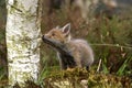 Red Fox, vulpes vulpes, Cub smelling Tree Trunk, Normandy Royalty Free Stock Photo