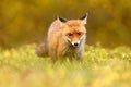 Red Fox, Vulpes vulpes in fall forest. Beautiful animal in the nature habitat. Wildlife scene from the wild nature. Fox running in