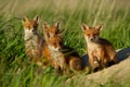 Red fox, vulpes vulpes, family near animal den. Royalty Free Stock Photo