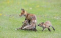 Red fox Vulpes vulpes feeding her kits in the forest in springtime in Canada Royalty Free Stock Photo