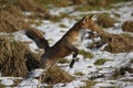 RED FOX vulpes vulpes, FEMALE TRYING TO CATCH A PREY, NORMANDY IN FRANCE Royalty Free Stock Photo