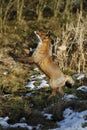 RED FOX vulpes vulpes, FEMALE TRYING TO CATCH A PREY, NORMANDY IN FRANCE Royalty Free Stock Photo