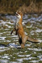 RED FOX vulpes vulpes, FEMALE TRYING TO CATCH A PREY, NORMANDY IN FRANCE Royalty Free Stock Photo