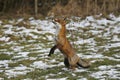 RED FOX vulpes vulpes, FEMALE TRYING TO CATCH A PREY, NORMANDY IN FRANCE Royalty Free Stock Photo