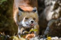 Red fox, vulpes vulpes in forest. Close little wild predators in natural environment