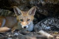 Red fox, vulpes vulpes in forest. Close wild predators in natural environment