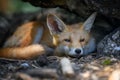 Red fox, vulpes vulpes in forest. Close wild predators in natural environment